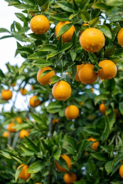 an orchard full of oranges in the morning sunlight