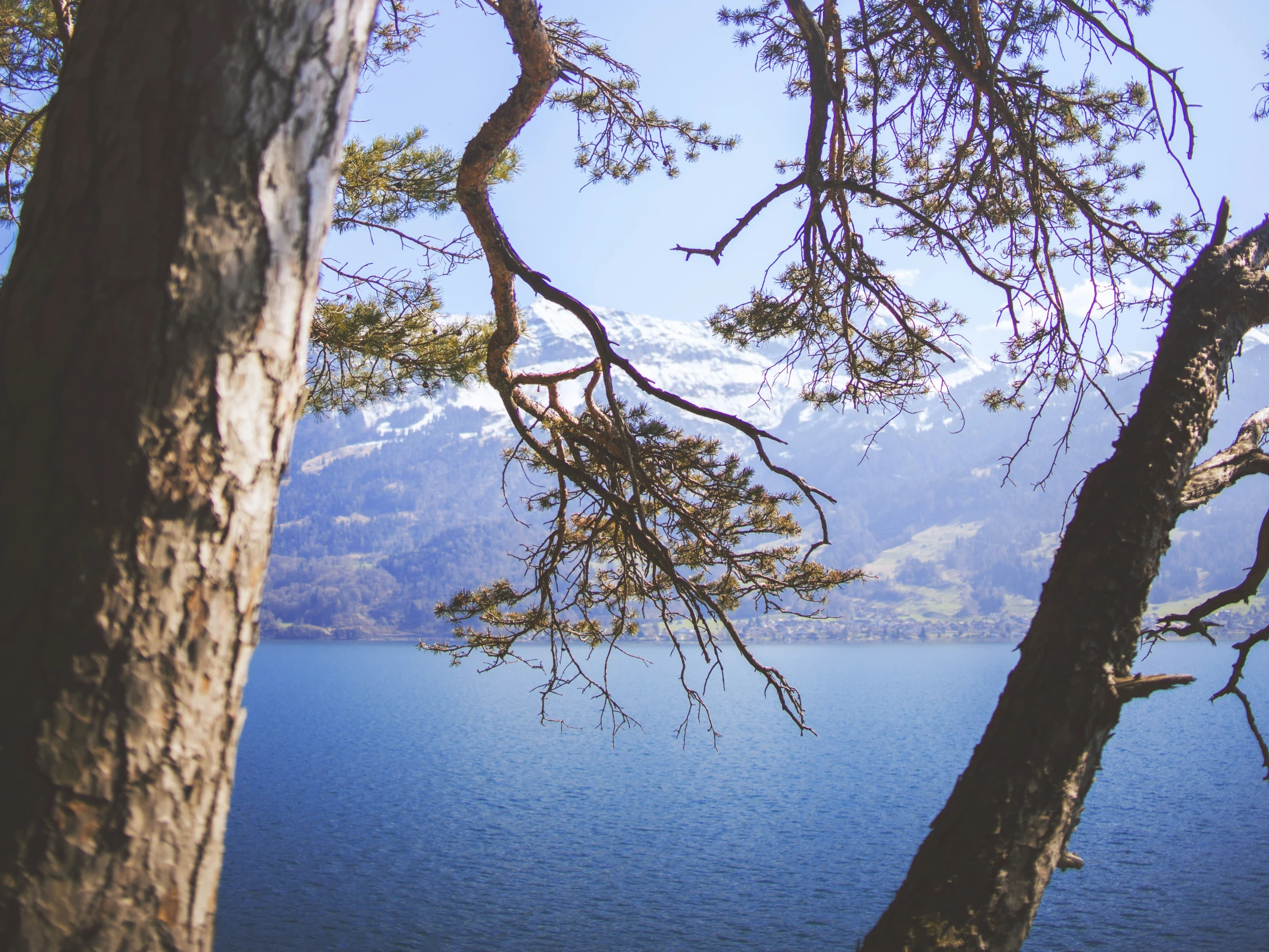 tree nches in front of a blue lake with mountains and clouds