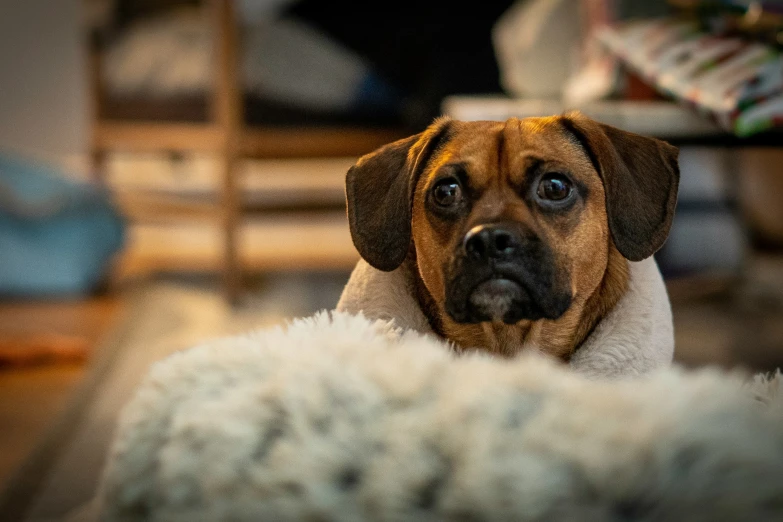 there is a brown dog looking up from a white rug