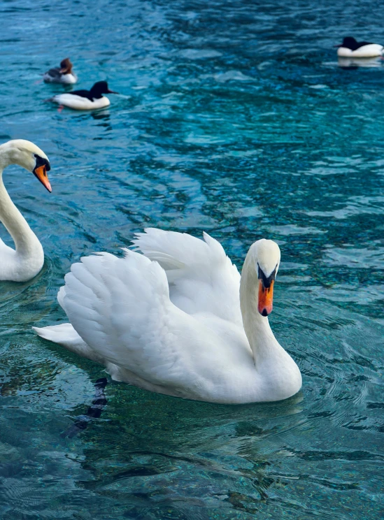 two swans are floating in the blue water
