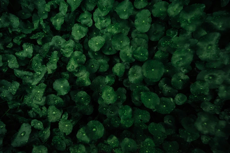 dark green background with tiny bubbles and drops