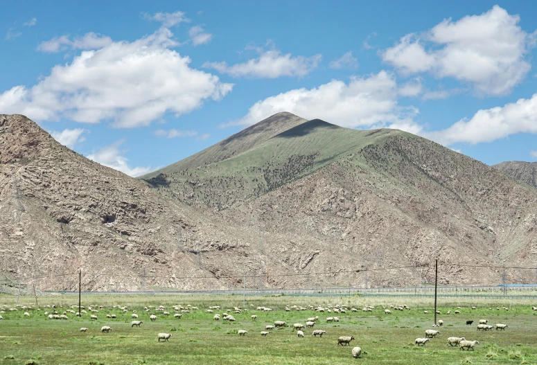 many sheep are grazing in an open field