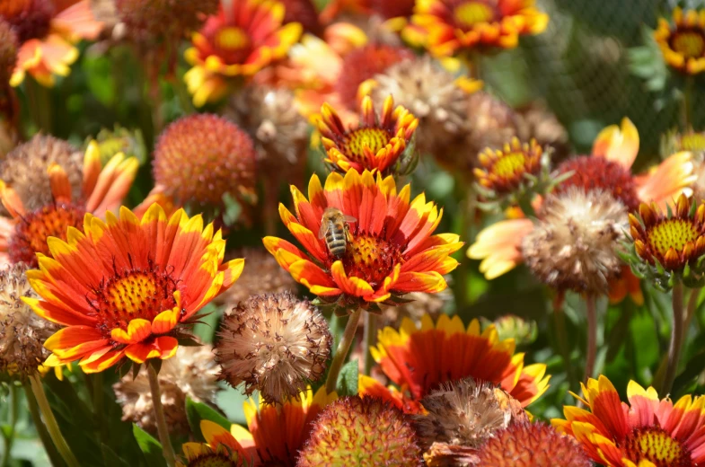 an array of flowers are growing in a garden