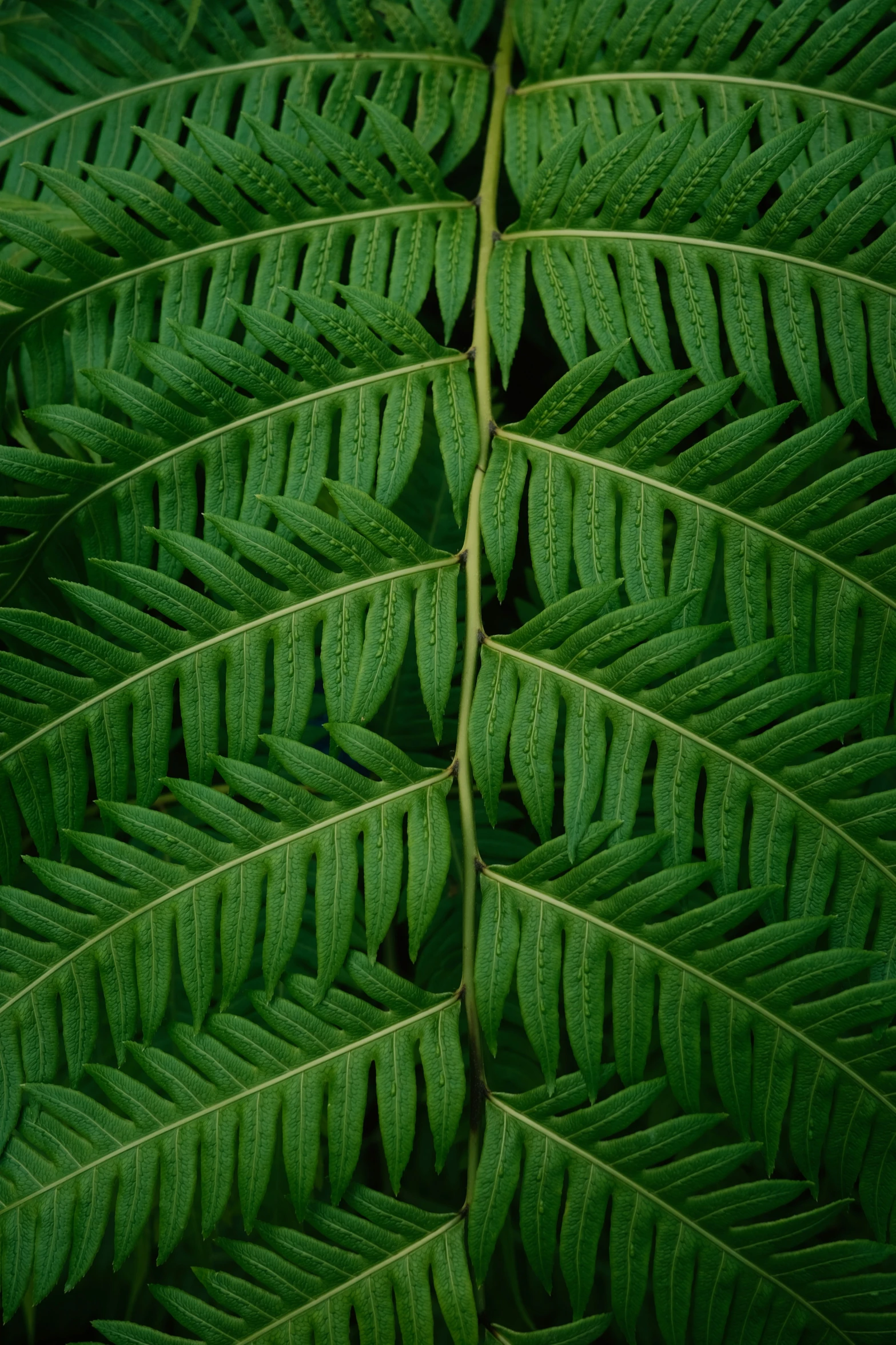 the underside of a leaf of a plant