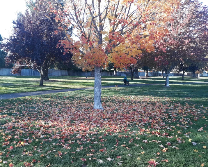 a tree in a field next to a path