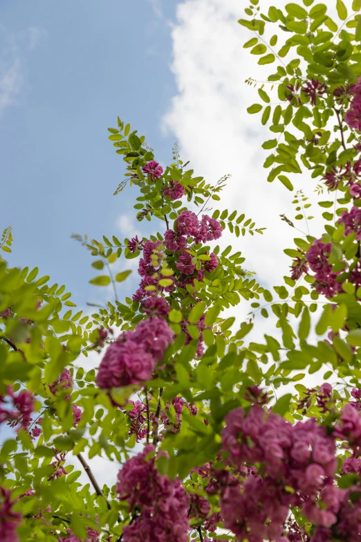 purple flowers bloom on a tree nches and in the sky