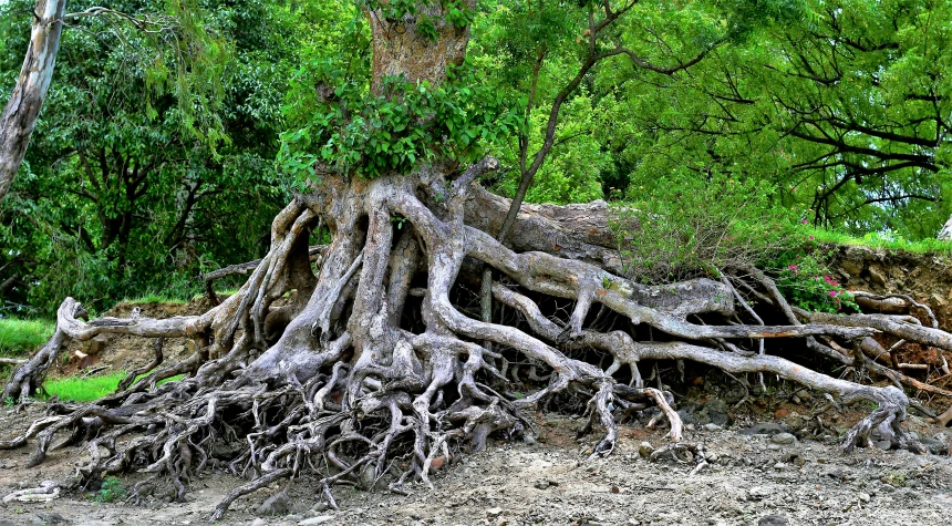 the roots of a tree are sticking out from the ground