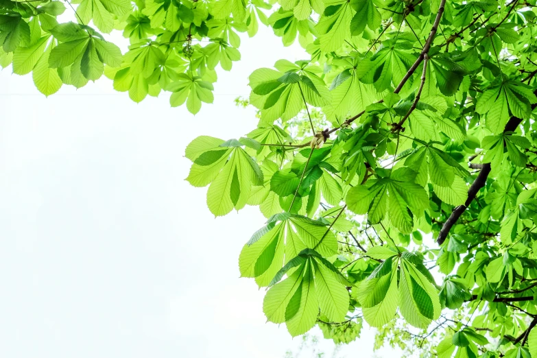 view up at tree leaves from underneath