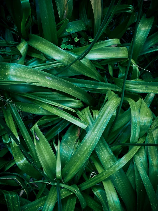 green plants are growing and green in the sun