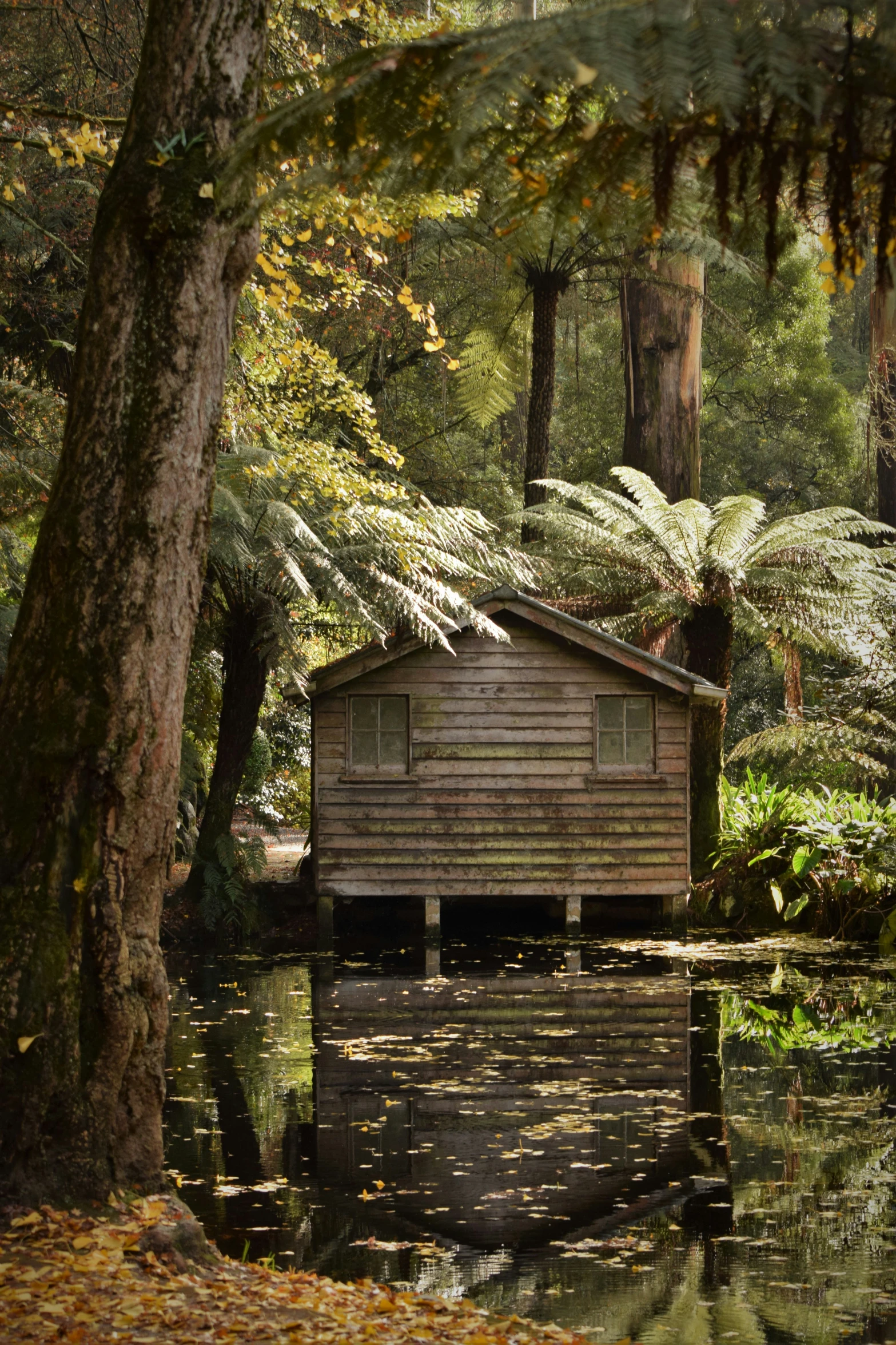 a house in a forest next to some water