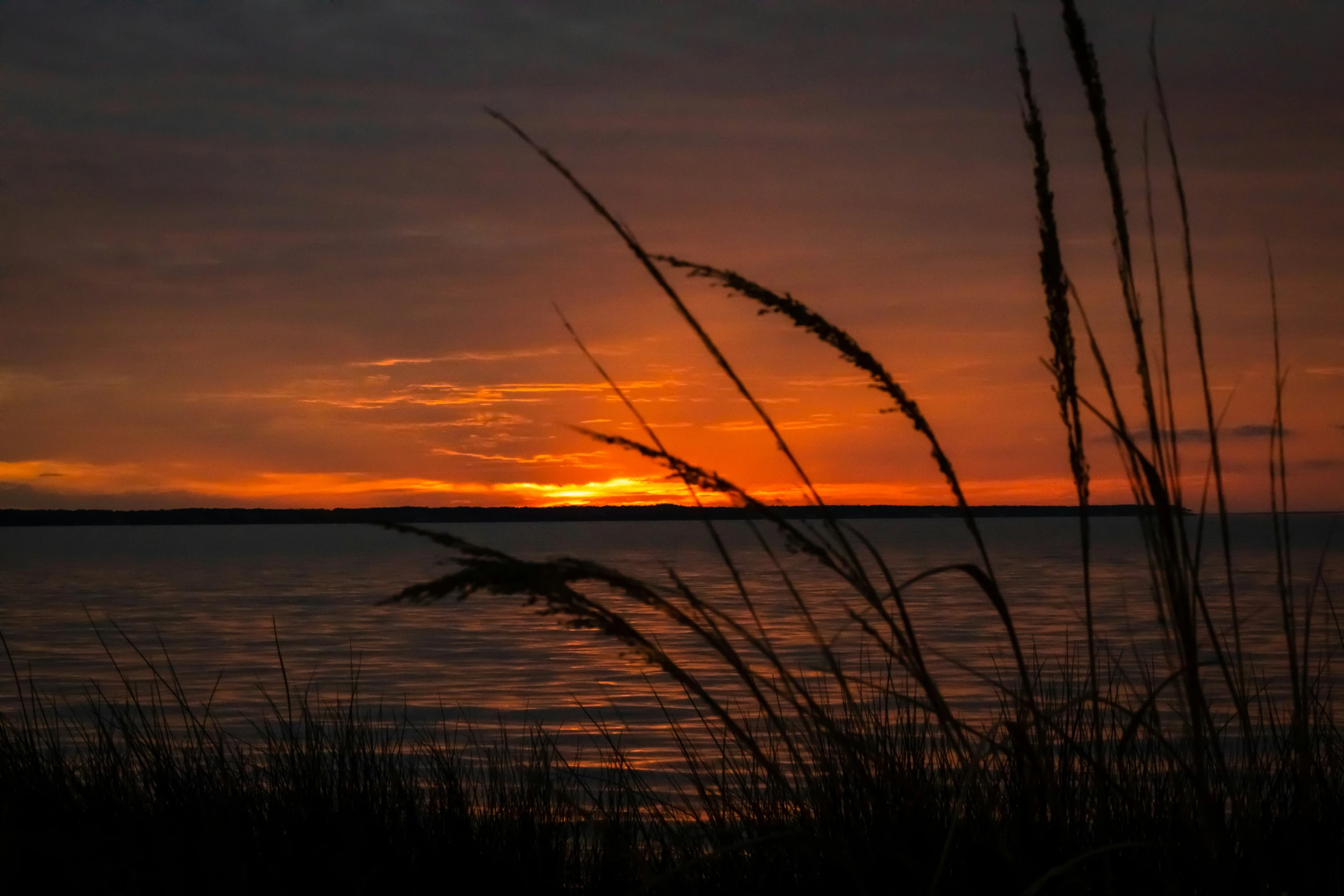 a sunset over water and some very tall grass