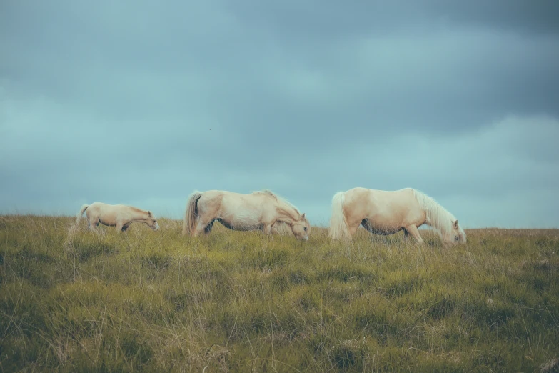 white cattle are grazing on a grassy hillside