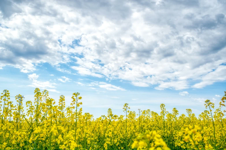 the green fields have a lot of yellow flowers