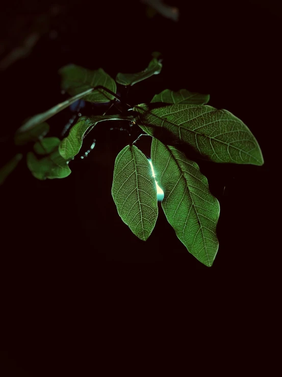 several green leaves on a nch lit up at night