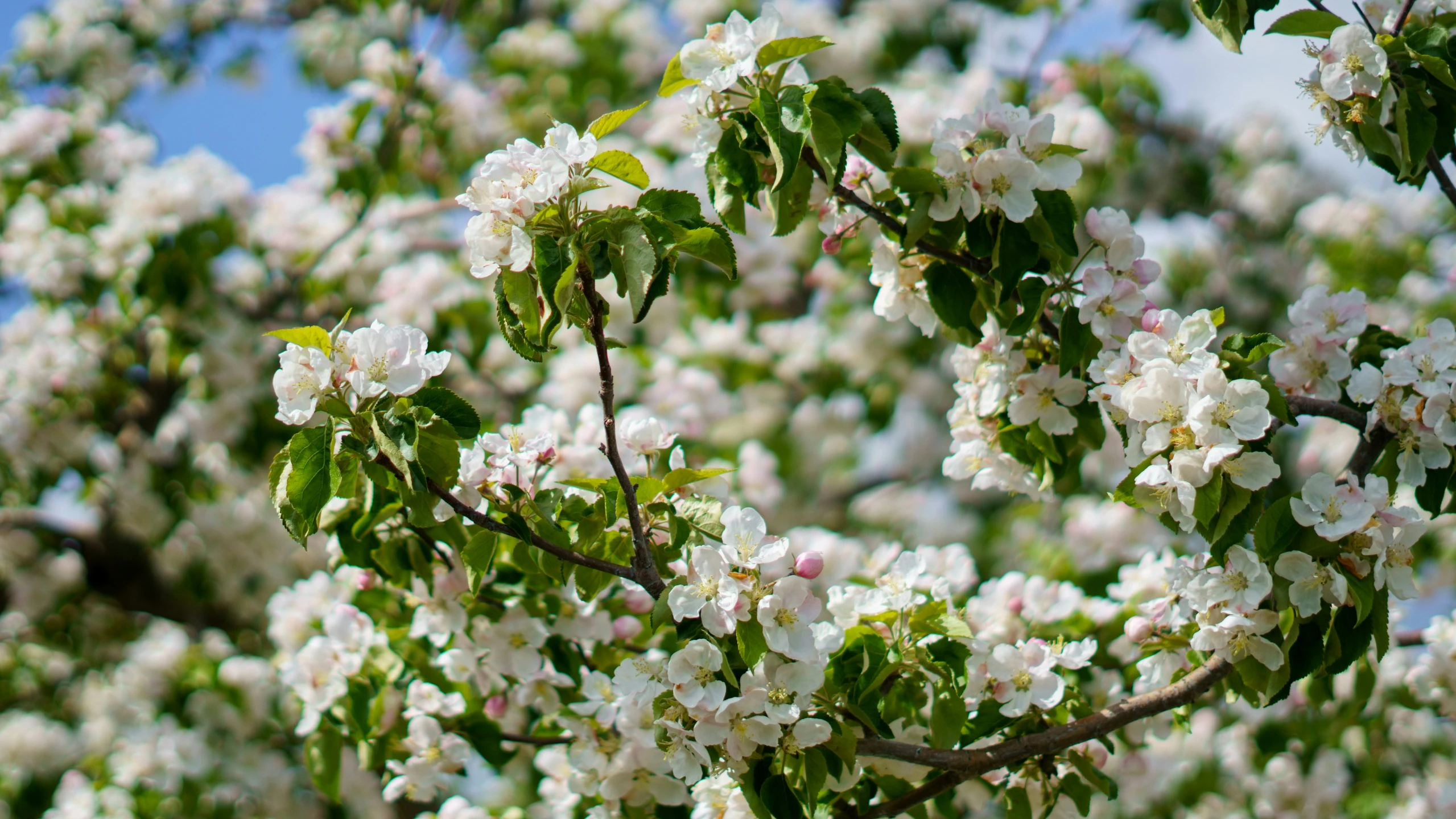 a tree with white flowers on a clear day