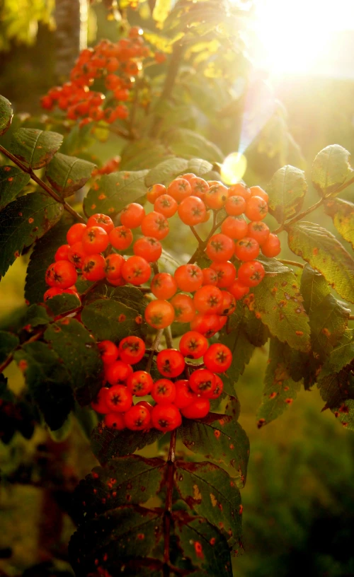 an image of an autumn scene with rowan and other leaves