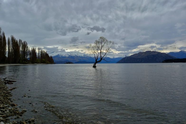 lone tree surrounded by a calm lake during the day