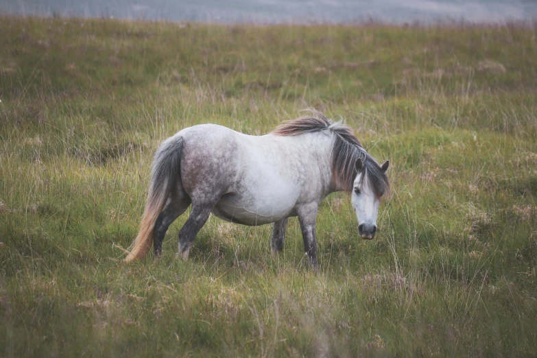 the horse is looking for the best grass to eat