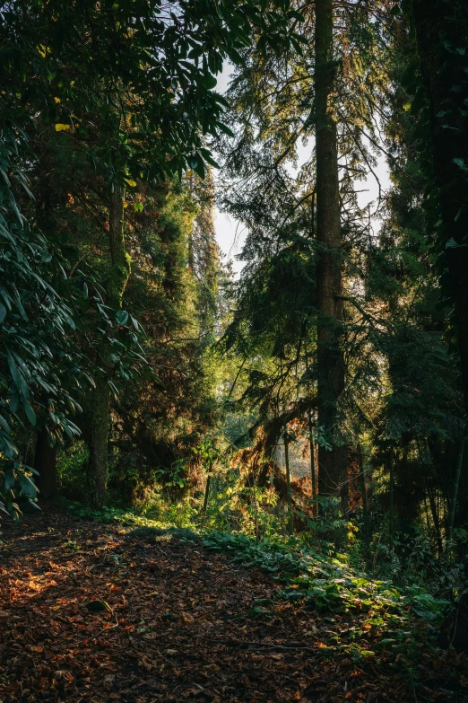 the sun is shining through some thick trees in the forest