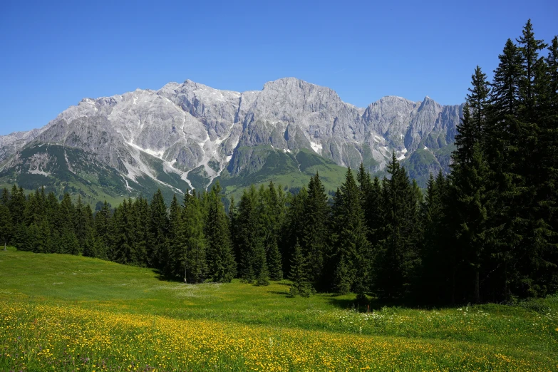 a grass field with trees, flowers and mountains in the background