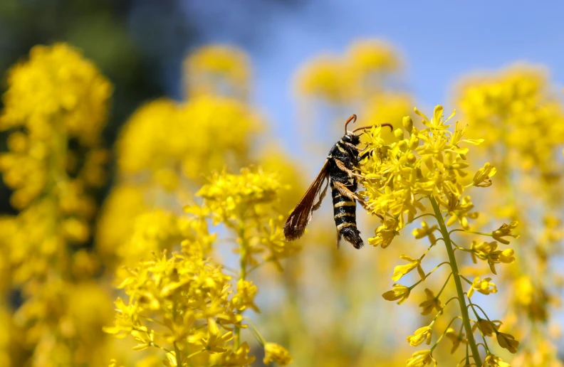 a insect in the middle of a field of flowers