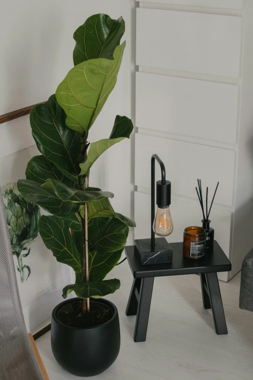 a room that has several plants on the counter