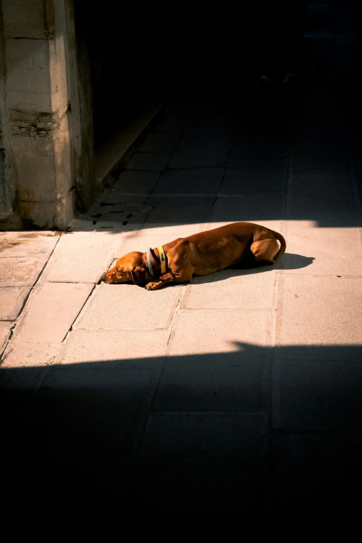 the dog sleeps alone on the sidewalk by the building