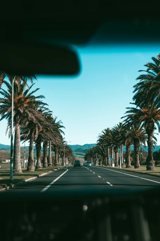 view through car window as palm trees grow beside road