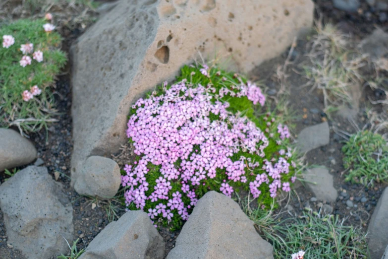 this plant is growing among some rocks on the ground