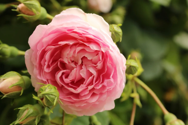 a close up of a pink flower on a nch