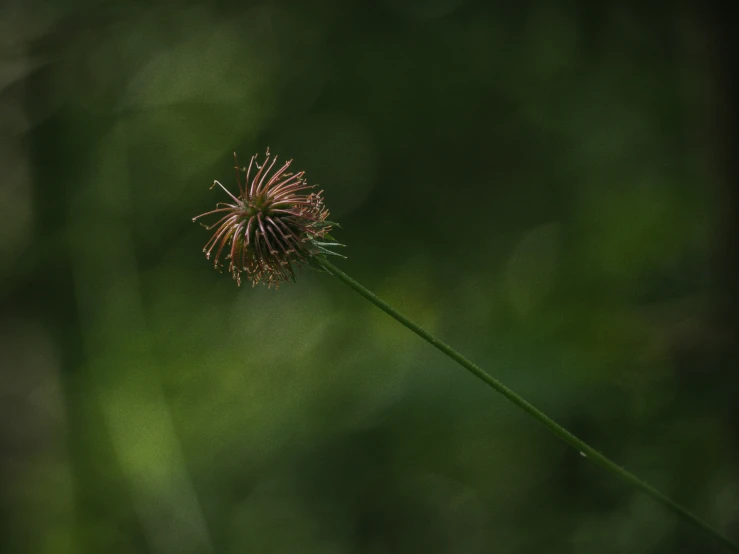 this is a closeup of some kind of plant