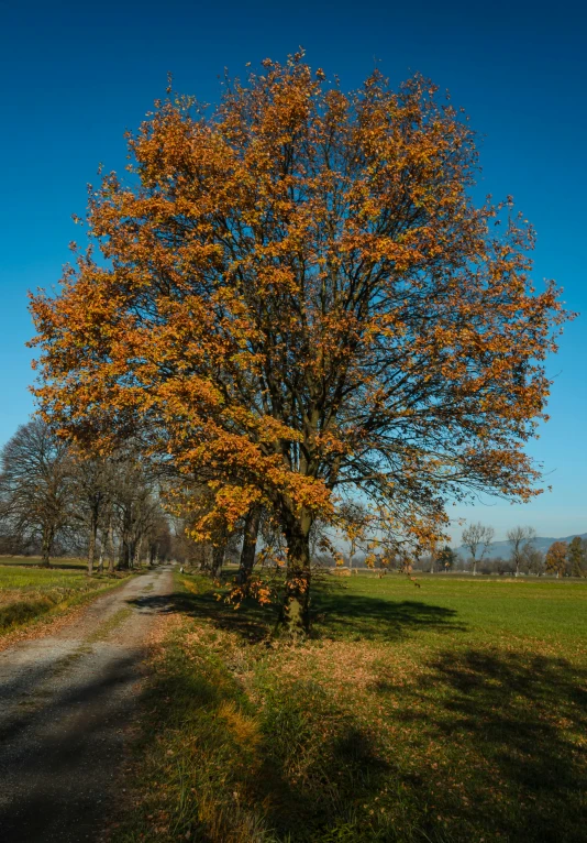 a very colorful tree near a paved dirt path