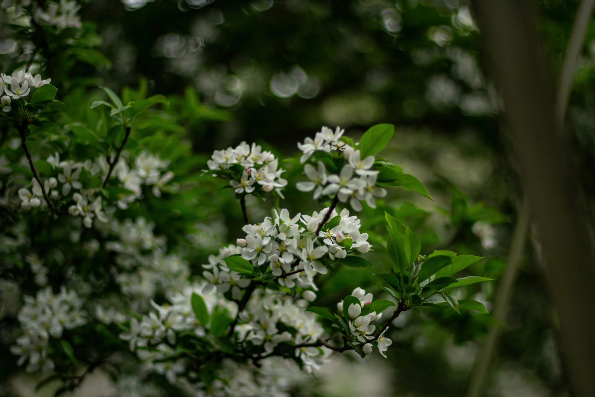 a bush with small flowers is shown in the foreground