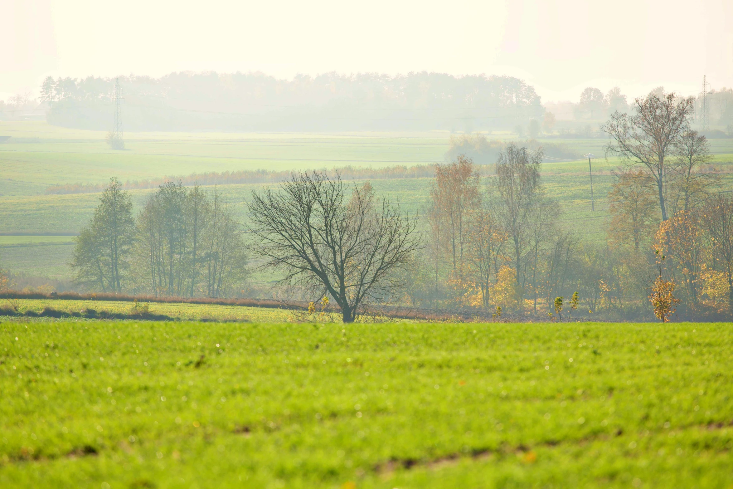 an open area in the distance with green grass and trees