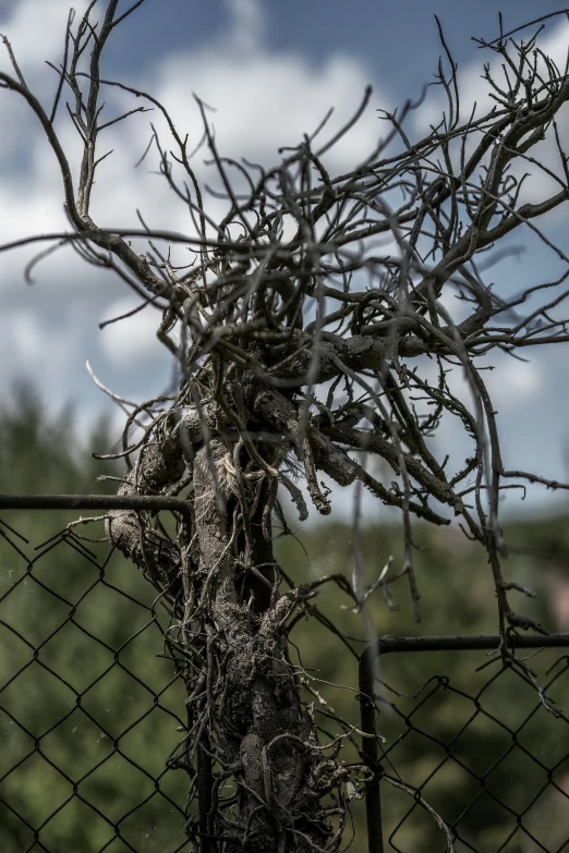 tree limbs hang on wire mesh fence