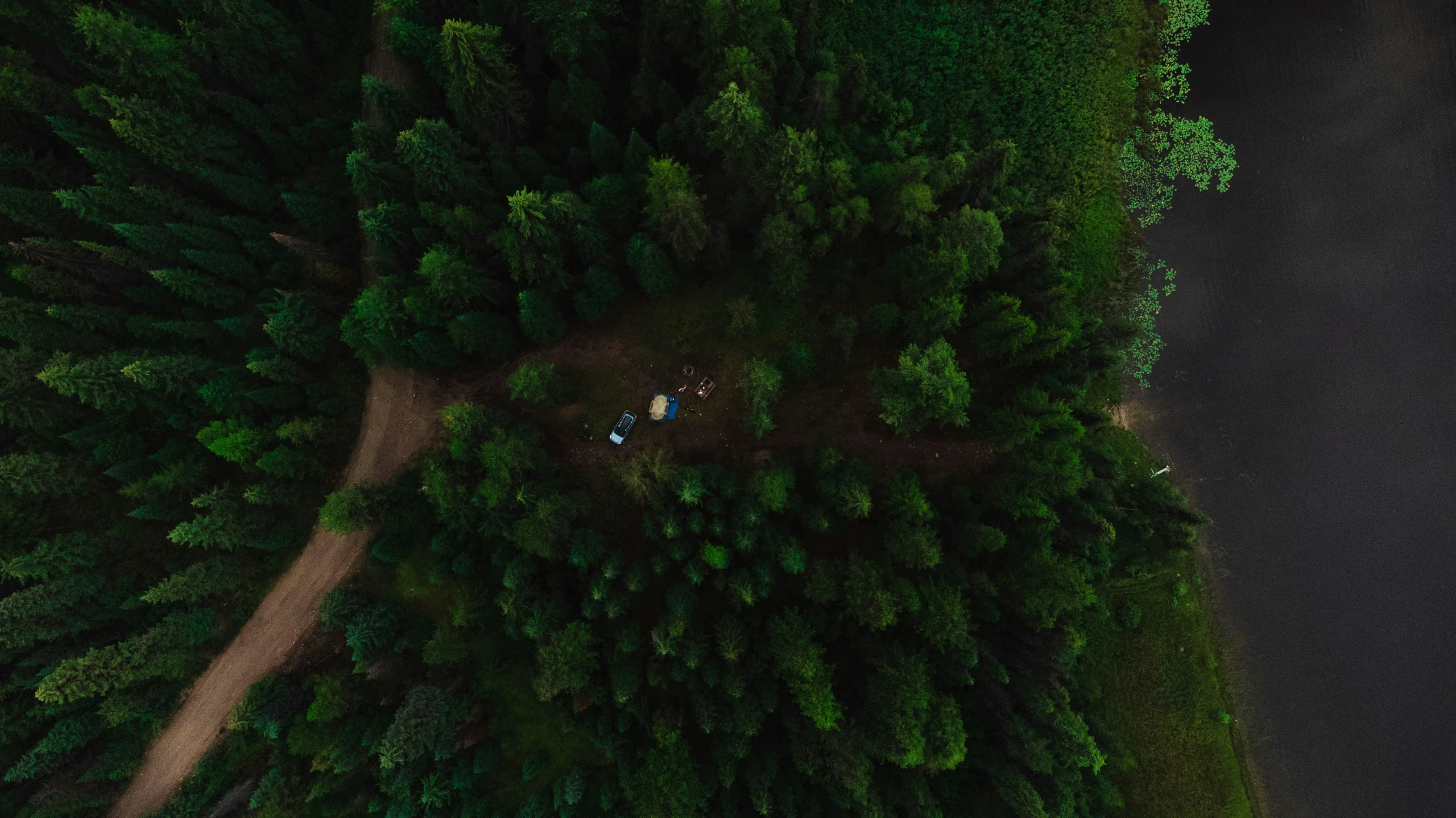 an aerial view of a forest with people on the ground