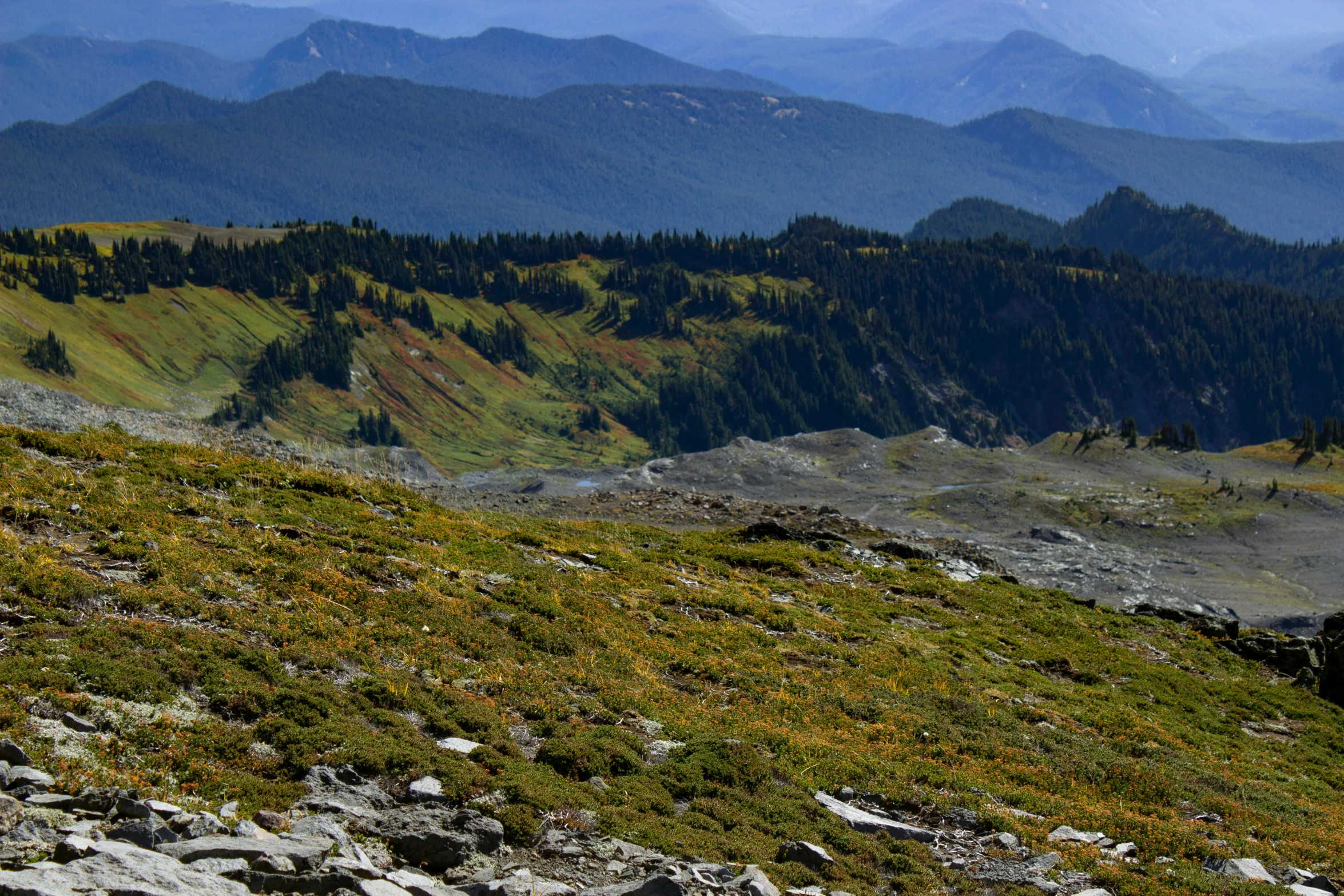 the animal is sitting on the rock with the mountain in the background