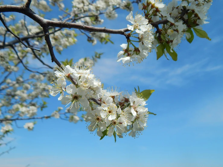 a nch with some white flowers against the sky