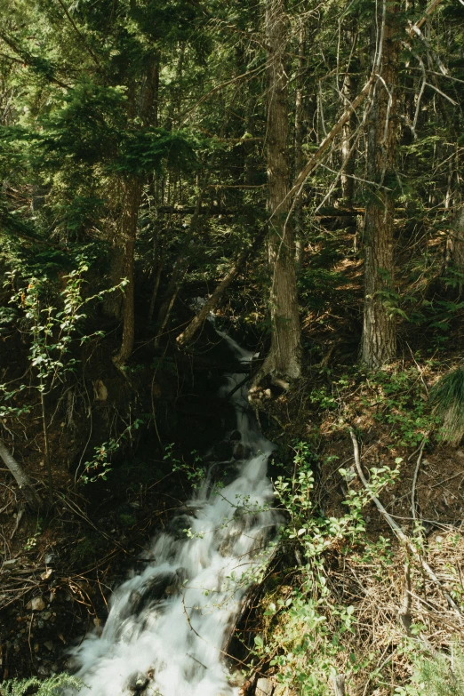 there is a very small stream in the woods