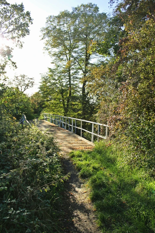 a bridge over a small stream on the side of a forest