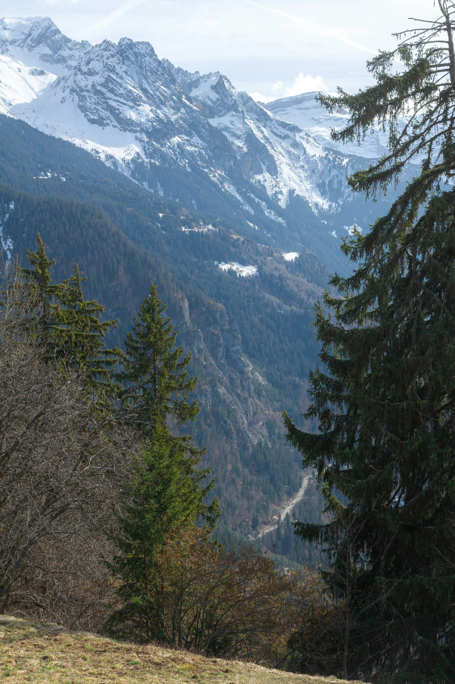 a view looking down on some trees with snow covered mountains in the background