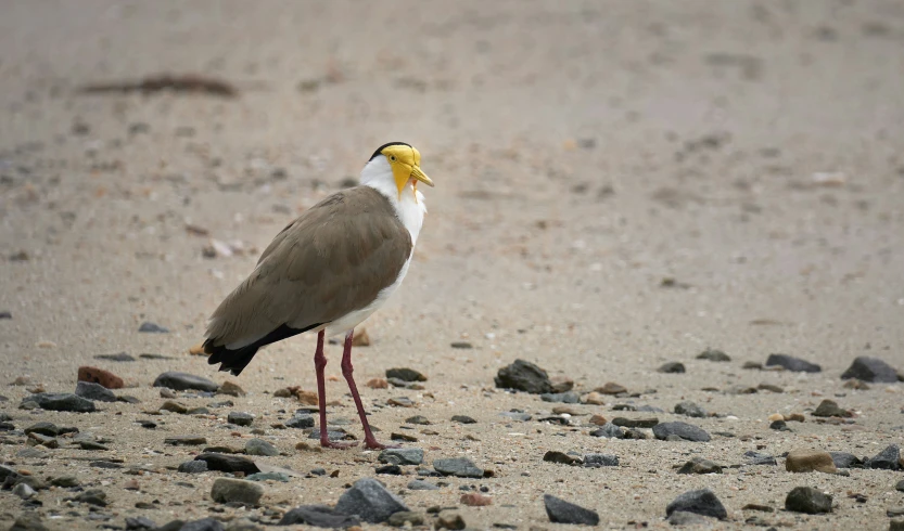 there is a bird that is walking on the beach