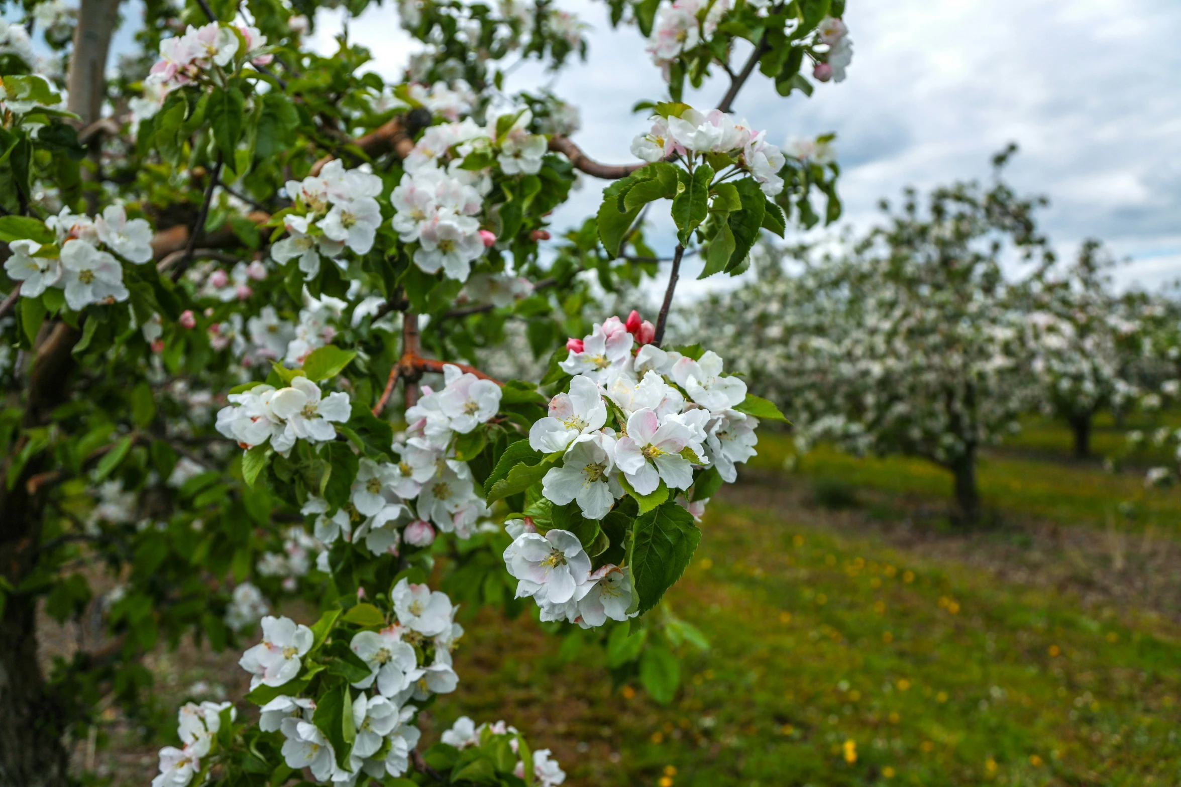 the flowering apple tree is blossoming all over the land