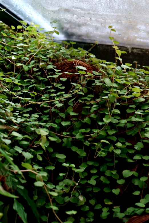 ivy grows in front of a window sill