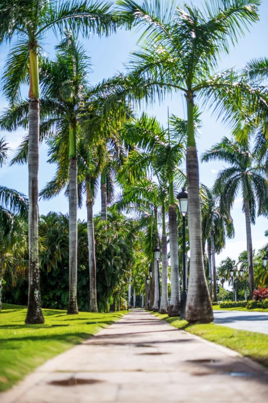 a path in front of many palm trees