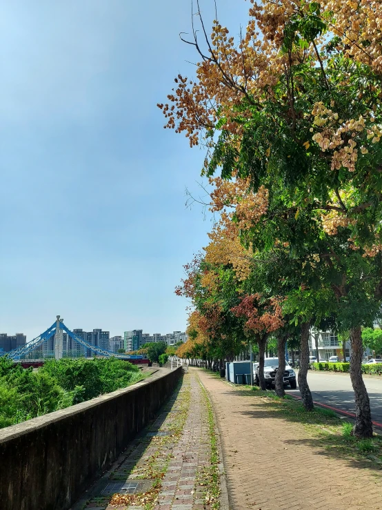 the path is next to a park that has a row of trees lined with leaves