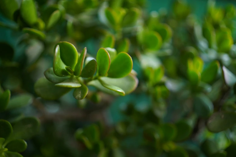 there are many leaves on this tree