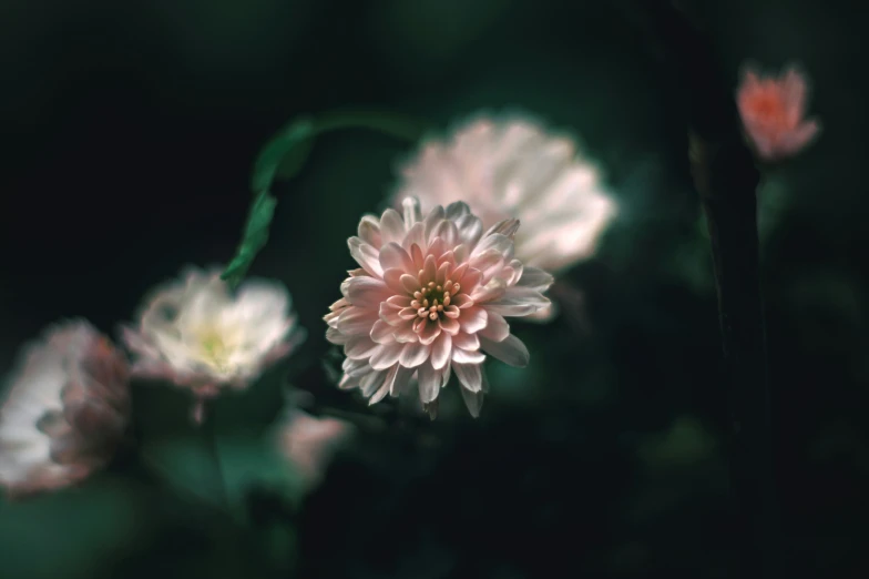 three flowers in blurry form in a garden