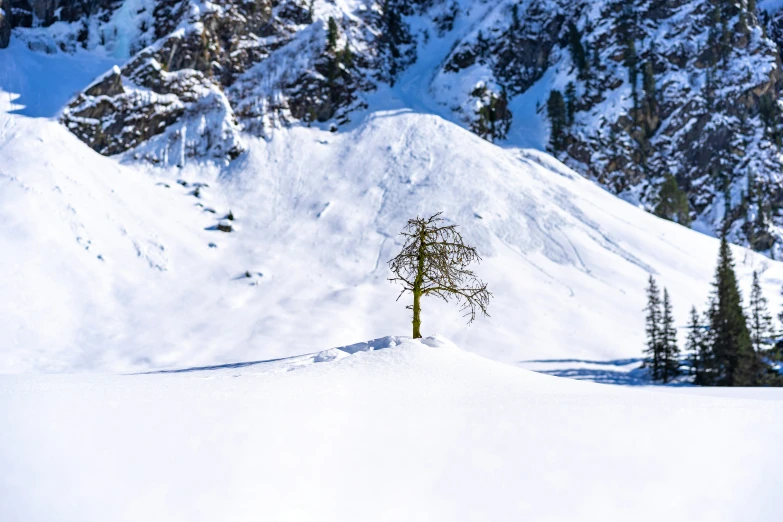 this is a snowy mountain and the tree on top is no leaves