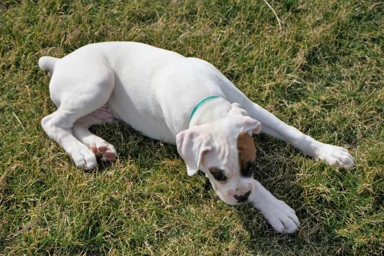 a dog is lying in the grass with its head down